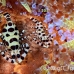 shrimp_coleman_bhr_tam_h_0400_bal6263.jpg
